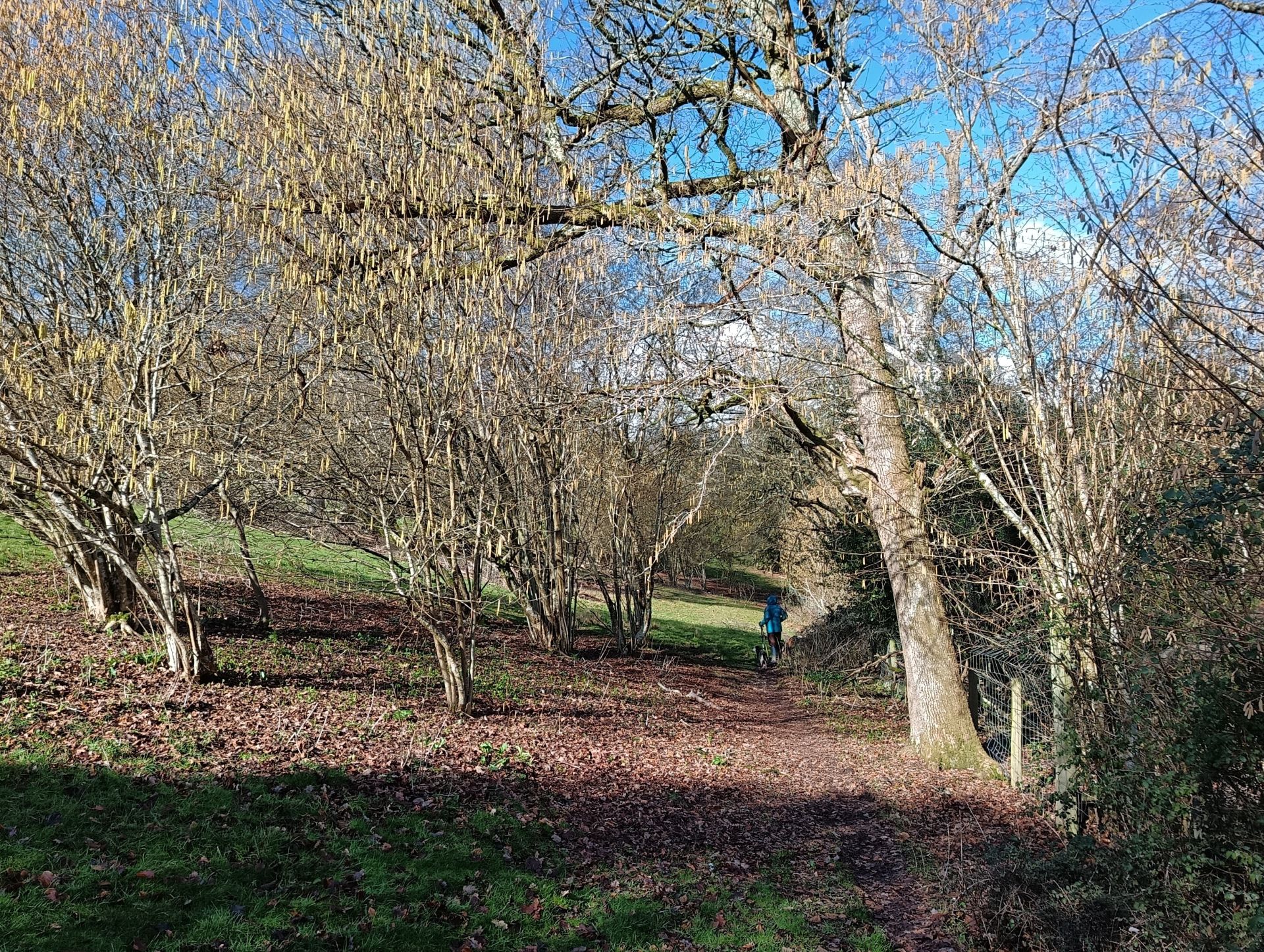Bottom Copse hanger West Marden